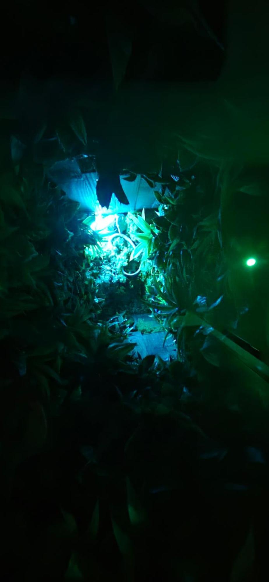 La Jungle Room Роньяк Екстер'єр фото